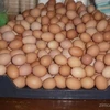 /product-detail/broiler-hatching-eggs-cobb-500-and-ross-308-chicken-ross-broiler-chicken-eggs-for-50038861933.html