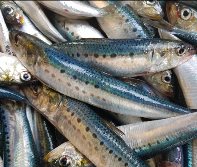 sardinops sagax sardine
