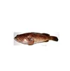 Brown Spotted Grouper Fish Neptune Blue Spotted Grouper for sale