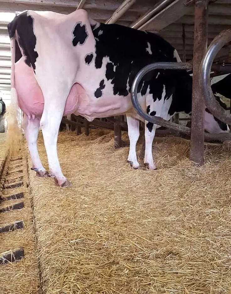 Fuerte y saludable en frisona Holstein novillas vaca disponibles para la venta