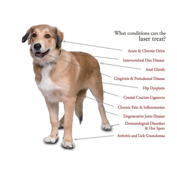 ## What Are PET Scans Used to Diagnose: Unveiling the Mysteries of Medical Imaging