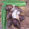 Live Giant African Snails /Dried and frozen Snails For Sale