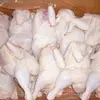/product-detail/premium-quality-halal-frozen-whole-chicken-and-parts-thighs-feet-paws--50045080404.html