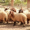 Awassi sheep / Merino sheep / Dorper Ewe Sheeps and Lambs For Sale