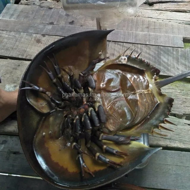 aquarium horseshoe crab