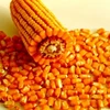 /product-detail/yellow-corn-maize-for-animal-feed-62008429483.html