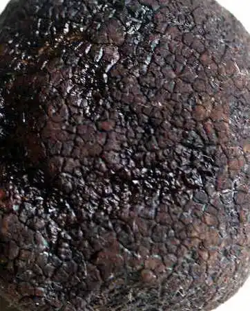 Highest Quality Truffles