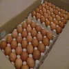 /product-detail/wholesale-fresh-white-brown-chicken-eggs-50038254523.html