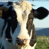 /product-detail/livestock-cow-bull-cattle-sheep-goat-etc--50038769431.html