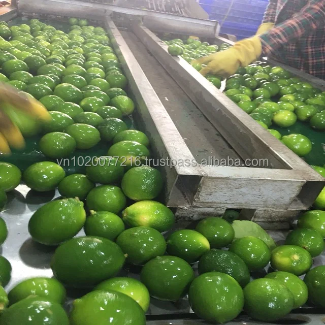 green citrus fruit pictures