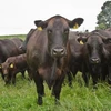 /product-detail/hot-sale-for-urgent-buyer-aberdeen-angus-fattening-beef-live-dairy-cows-pregnant-holstein-heifers-62005820612.html