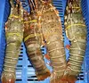 ALIVE Crayfish / Lobster