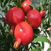 POMEGRANATE SWEET & RED NEW CROP 2018