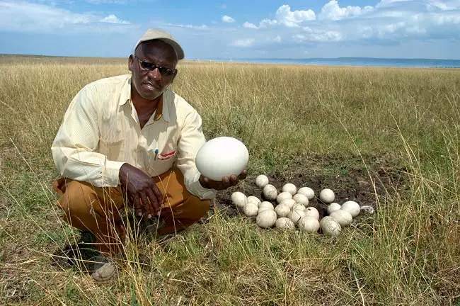 fresh ostrich eggs / fertile ostrich eggs / ostrich chicks for