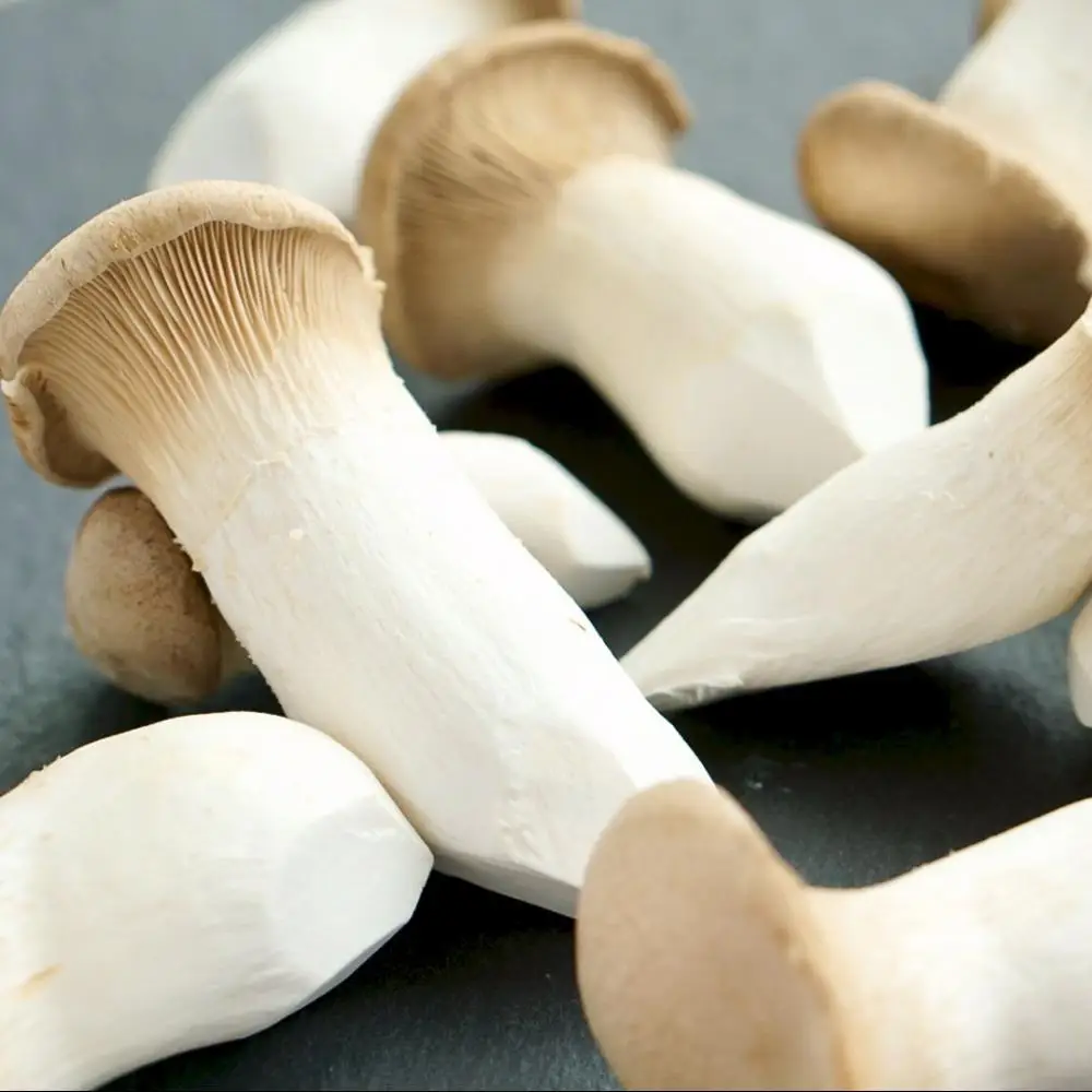 Устричный гриб фото