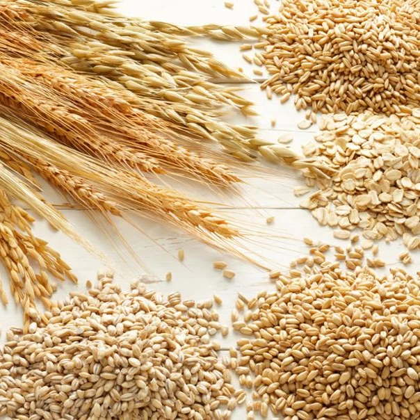 Alta calidad grano de trigo (varios tipos; duro rojo de invierno, duro, suave blanco
