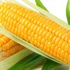 /product-detail/organic-corn-seed-bird-feed-corn-available-at-wholesale-price-veronica-84-932-728-415--50047258443.html
