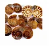 manufacturer factory reasonable ammonite fossil gemstone price