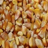 /product-detail/yellow-corn-maize-for-animal-feed-yellow-corn-for-poultry-feed-50039266994.html
