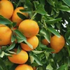 /product-detail/fresh-mountain-navel-oranges-clementine-oranges-valencia-orange-62007855515.html