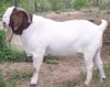 /product-detail/full-blood-live-boer-goats-50037003136.html