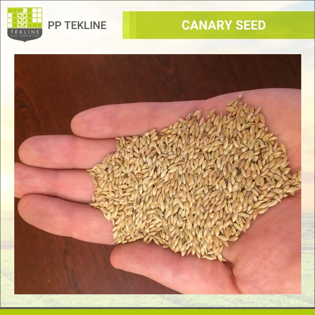 bulk canary food canary bird seed supplier