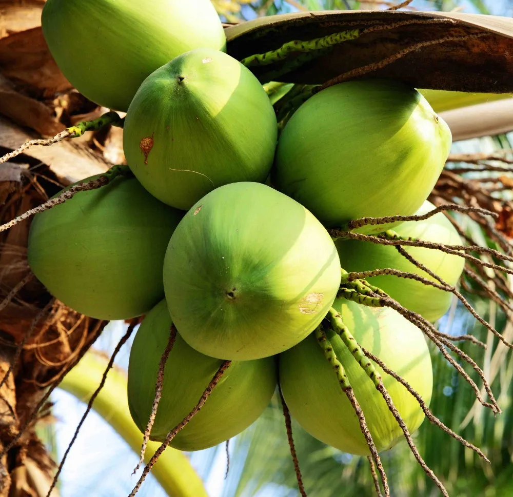 specifications for fresh coconut