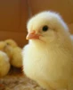 /product-detail/broiler-day-old-chicks-for-sale-commercial-broiler-62009108603.html