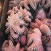 /product-detail/frozen-big-whole-sea-octopus-from-stable-factory-62005875873.html