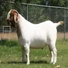 /product-detail/south-africa-live-boer-goats-62001920044.html