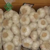 Fresh White Garlic/ Bulk Export For Grade A Garlics for sale