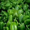 High Quality Standard Green Pepper