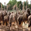 /product-detail/buy-ostrich-chicks-1-6months-old-ostrich-eggs-and-chicks-for-sale-62007579384.html