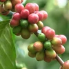/product-detail/arabica-green-coffee-beans-62001601481.html