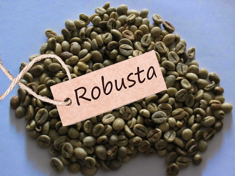 robusta coffe grade 2 screen 13 - buy 咖啡,罗布斯塔咖啡,越南咖啡