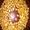 Non Gmo Yellow Maize Animal Feed High Quality Best Price