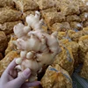 /product-detail/vietnam-fresh-ginger-with-competitive-price-to-import-2019-62003542756.html