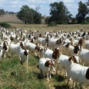 angora goat for sale