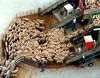 100% Livestock Blood Boer Goats,Live Sheep, Cattle, Lambs In Austria