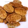 manufacturer AAA top quality at cheap price fossil coral stone natural
