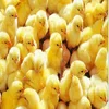 /product-detail/day-old-broiler-chicks-50046040228.html