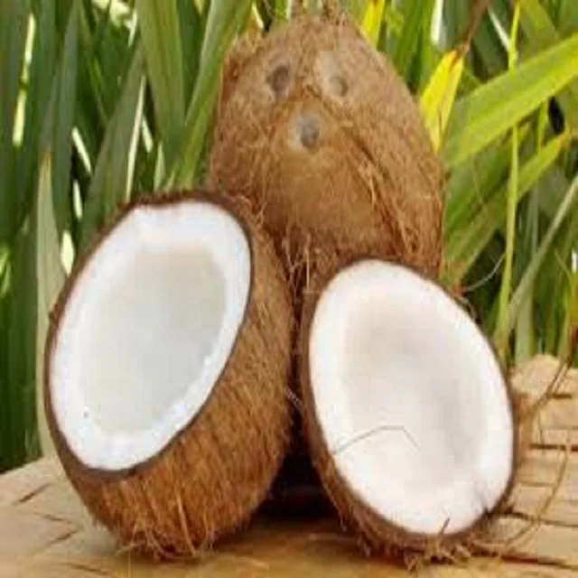 Fresh Coconut with Good services at Competitive Price and Quality Coconuts