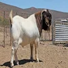 /product-detail/boer-goat-angus-fattening-beef-pregnant-holstein-heifers-full-blood-boer-goats-50045511416.html