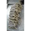 Interested Buyers Frozen Seafood Avail Razor Clam Brand Name" AA " and Craving taste