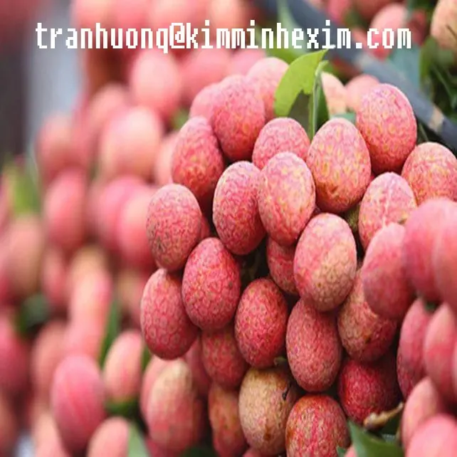 FRESH LYCHEE FRUIT/LYCHEE FRUIT/VIETNAM LYCHEE FRUIT