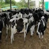 High Quality Live Dairy Cows / Pregnant Holstein Heifers /100% Full Blood Boer