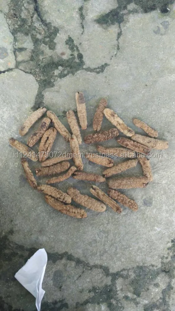 Teripang Gamat / Dried Curryfish Sea Cucumber From Indonesia