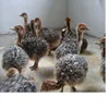 /product-detail/ostrich-chicks-for-sale-from-south-africa--50031333106.html