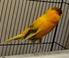 /product-detail/buy-yorkshire-canary-birds-red-factor-canary-birds-lizard-canary-birds-canary-birds-for-sale-62000516196.html