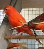 /product-detail/most-perfect-trained-mixed-canary-birds-available-for-sale-fast-shipping-62001560271.html
